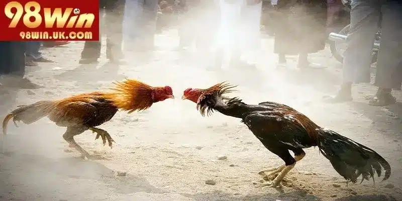 Những yếu tố quan trọng giúp bạn chọn một giống gà tốt